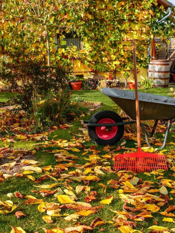 fall-lawn-care-tips-0722-136b57f415c9441794ba22e2054c3251